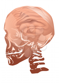 Royalty Free Clipart Image of a Brain in a Skull