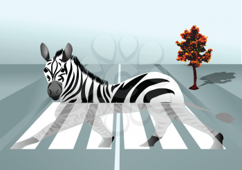 zebra in the city. abstract background with zebra crossing