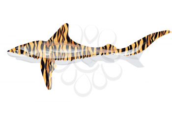 tiger shark. abstract fish isolted on white
