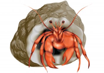 hermit crab isolated