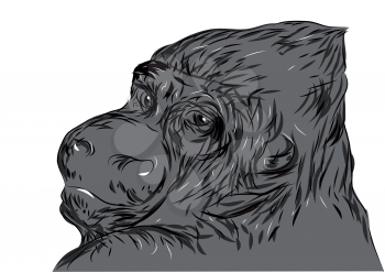 gorilla isolated on white background. 10 EPS