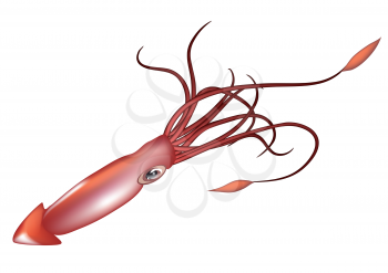 giant squid isolated on a white background