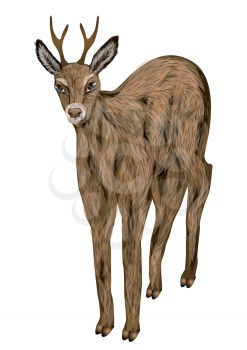 roe deer isolated on a white background
