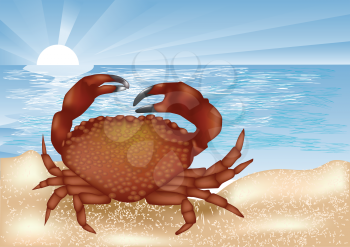 crab at sea. animal and coastline with sunset i