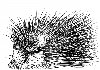 porcupine outline isolated on a white background