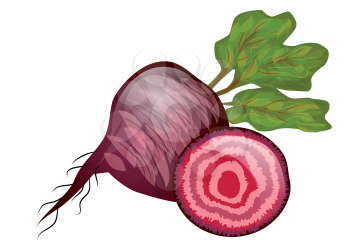 beetroot isolated on a hite background. 10 EPS