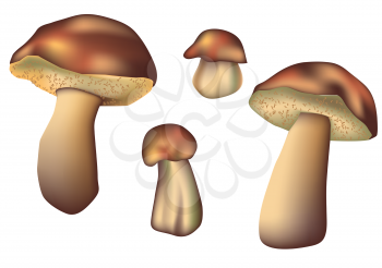 set of mushrooms isolated on a white background