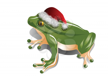 christmas frog in christmas hat  isolated on white
