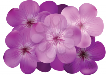 phlox flowers isolated on a white background
