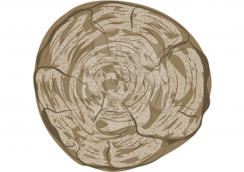 tree rings isolated on a white background