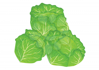cabbages isolated on a white background