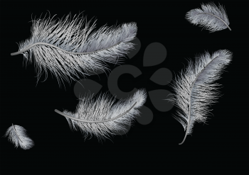 set of flying feathers isolated on a black background