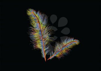 coloured feather isolated on a black background