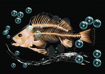 fish skeleton and bubbles isolatedon black background