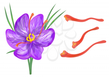 saffron with flower isolated on a white background