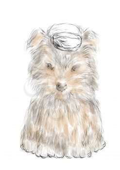 male teacup yorkie isolated on a white background
