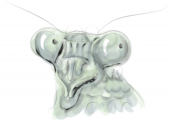 Mantis head isolated on a white backgrouhnd