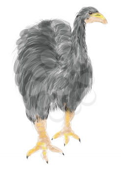 moa. extinct bird isolated on white background