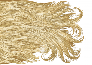 blonde hair isolated on a white background