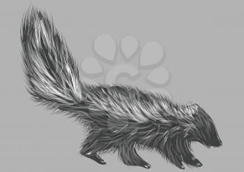 skunk isolated on grey background. 10 EPS