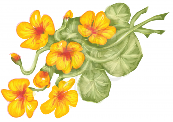 nasturtium flowers isolated on a white background