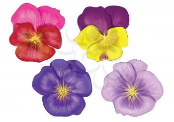 set of pansy isolated on a white background