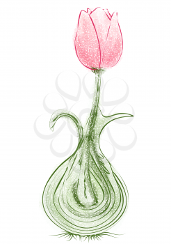 tulip bulb isolated on a white background