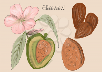 almonds. nuts and flowers on biege background