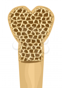 Osteoporosis.abstract human bone on white background