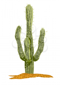 saguaro cactus isolated on a white background