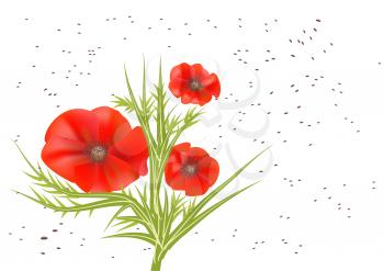 poppy seeds with poppy flower on a white background