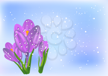 thee crocus and snow on abstract background