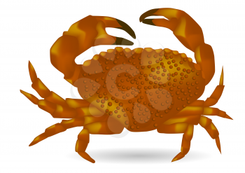 sea ​​crab isolated on the white background