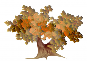 abstract autumn oak tree isolated on white background