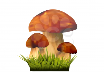 Edible mushrooms on grass, Boletus edulis isolated on the white background