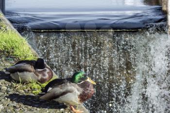 ducks in the city at the waterfall