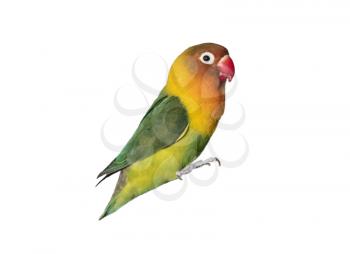 multicolored parrot isolated on a white background