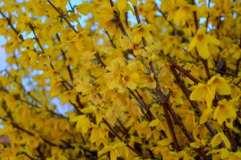 Forsythia Bushes. spring yellow flowers of forsythia bush