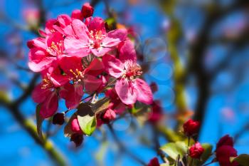 Ornamental apple Malus flowers aned blue sky