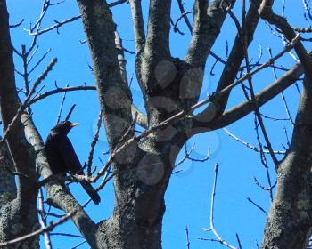 blackbird on a tree branch  and blue sky