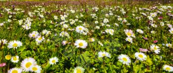 daisy meadow. Flower meadow spring green background