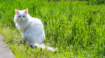 White cat with a serious look on green grass