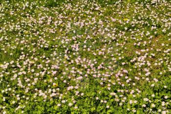 Pink marguerite flowers on spring field