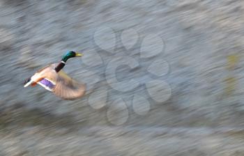 duck in flight. Male mallard duck in flight