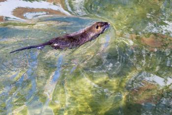 muskrat swims on the river