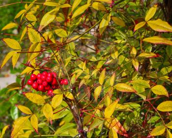 Nandina domestica, commonly called heavenly bamboo