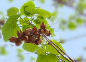 Paulownia Tomentosa tree seeds and leaves