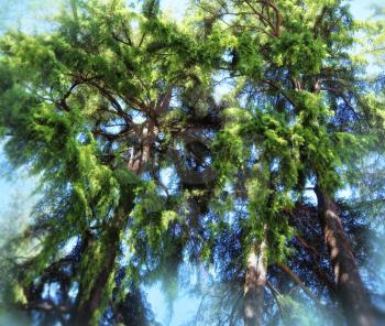 Pine forest. view of tall old trees and blue sky