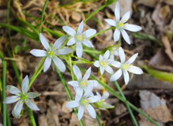 Star of Bethlehem -ornithogalum umbellatum flowers in spring