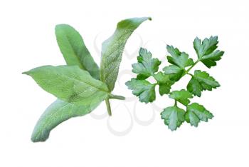 salvia and parsley isolated on white background